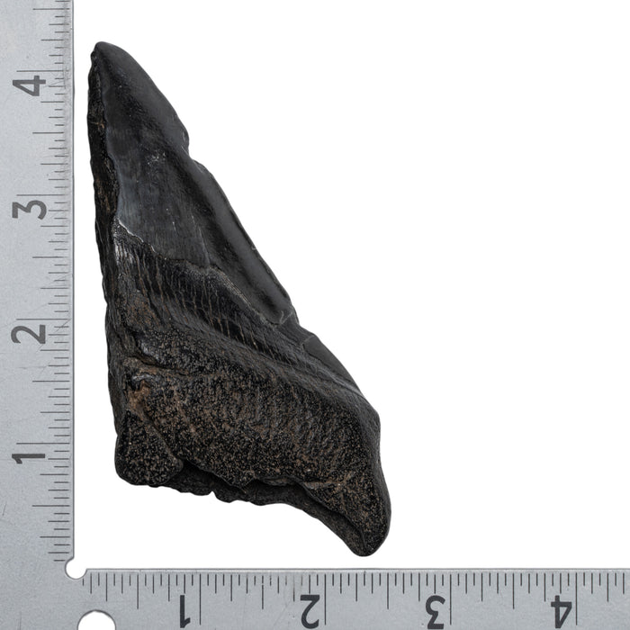 Real Megalodon Tooth - Half