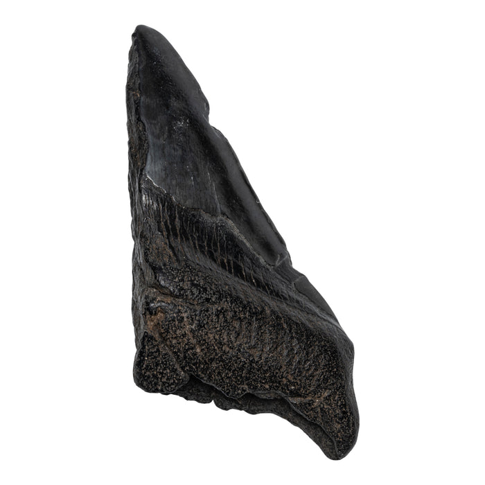 Real Megalodon Tooth - Half