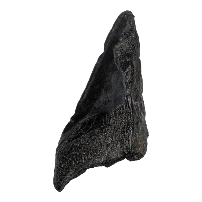 Real Megalodon Tooth - Half