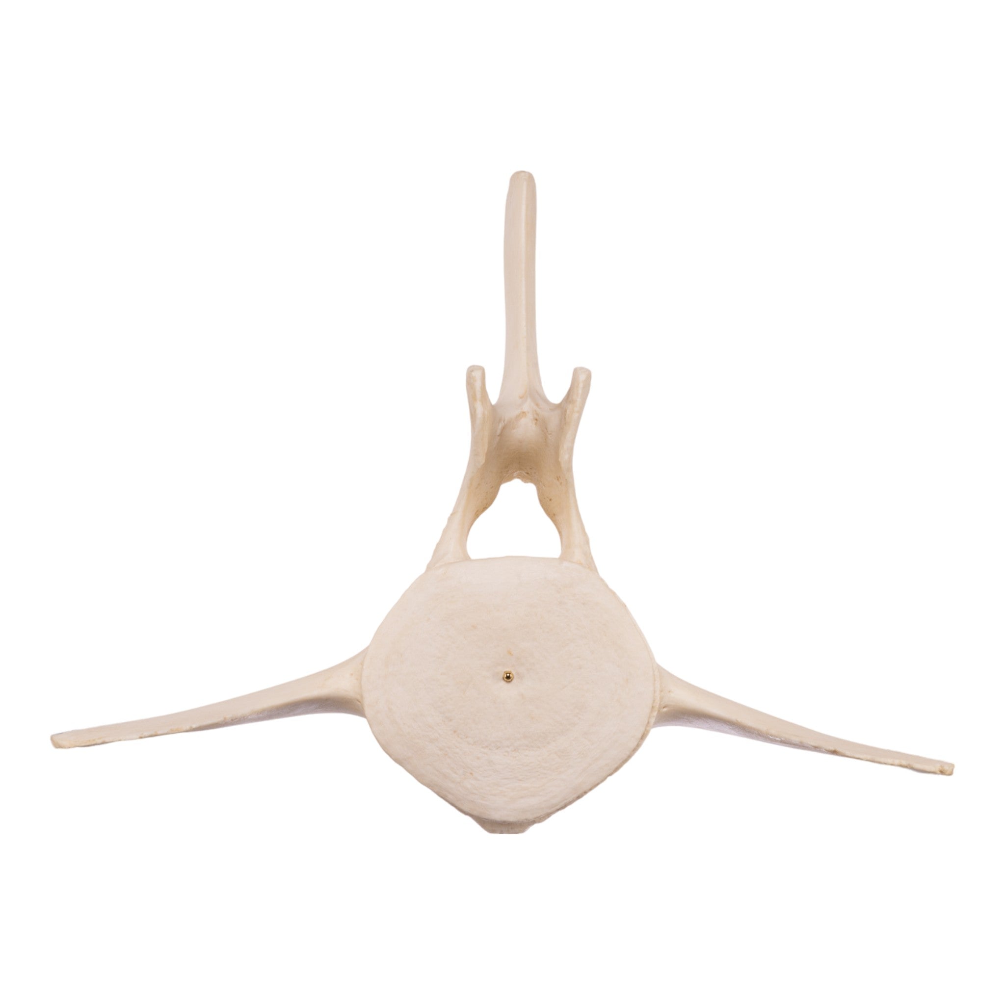 未使用品 レコード 再販黒盤　comings　WHALE LIVING Replica Humpback Whale Vertebrae For Sale — Skulls Unlimited