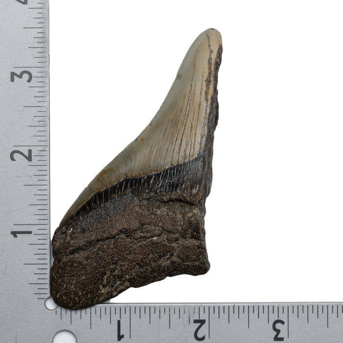 Real Megalodon Tooth - Half