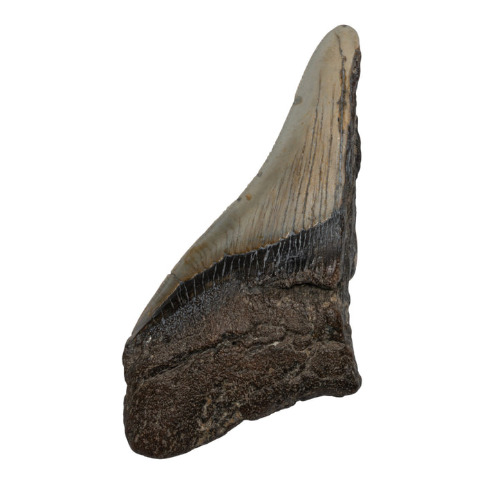 Real Megalodon Tooth - Half