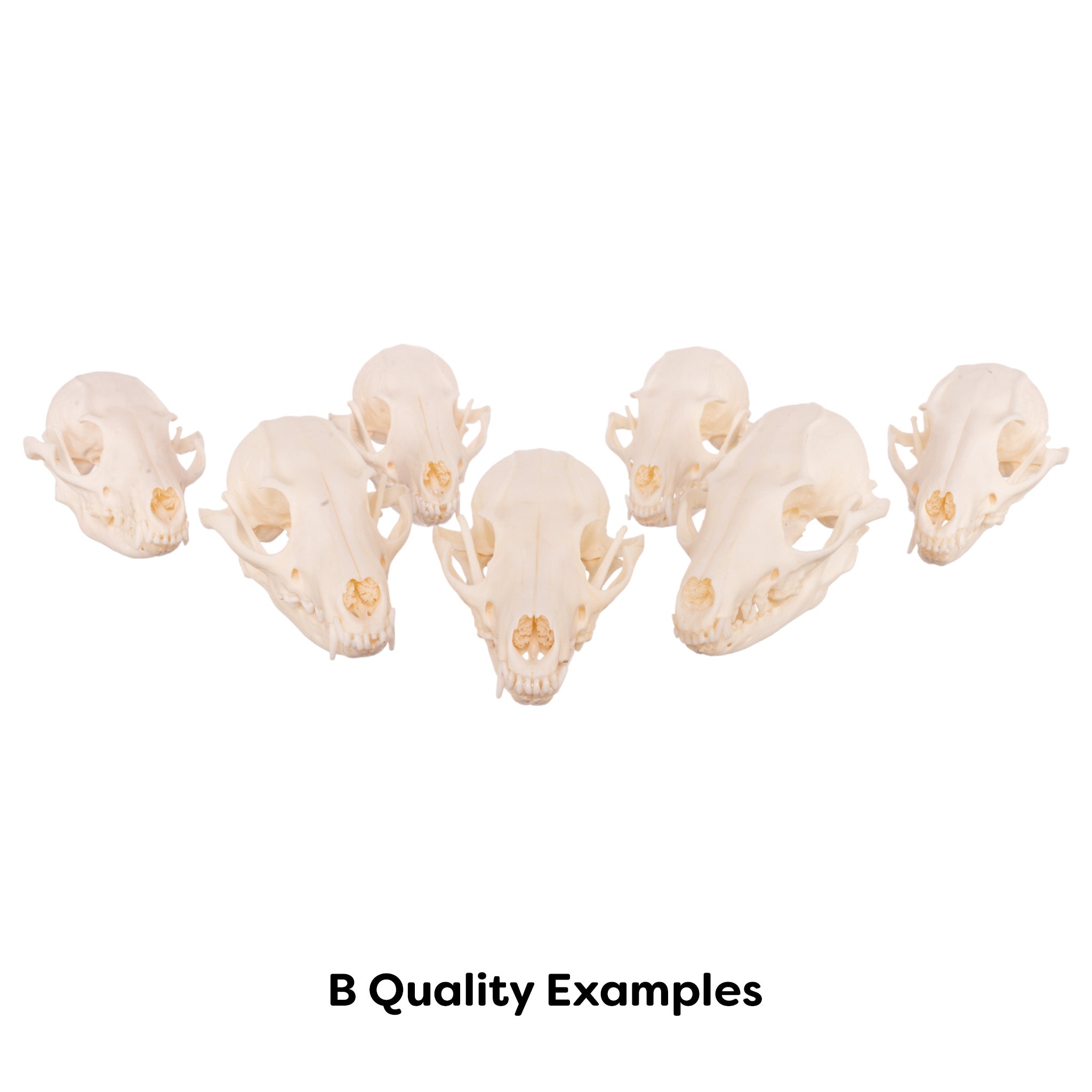 Real Gray Fox Skull For Sale — Skulls Unlimited International, Inc.