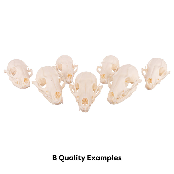 Real Gray Fox Skull