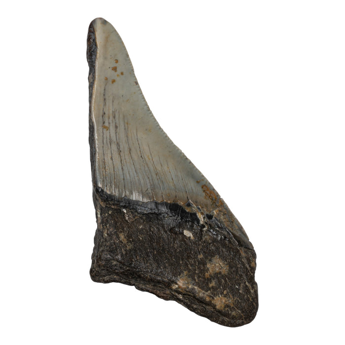 Real Megalodon Tooth - Half