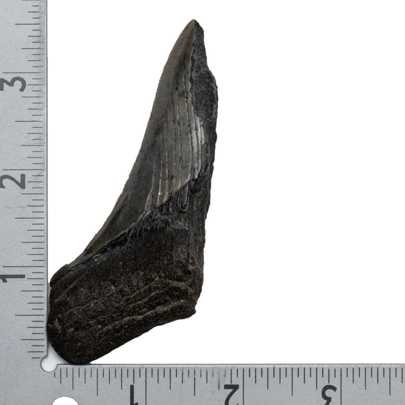 Real Megalodon Tooth - Half
