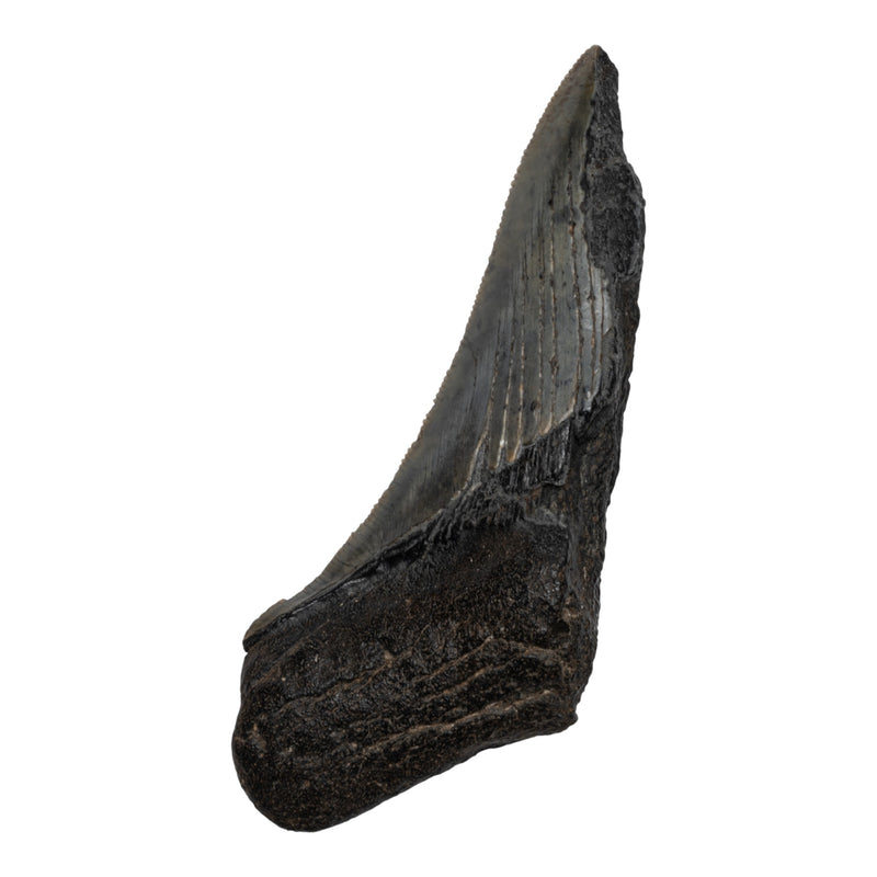 Real Megalodon Tooth - Half