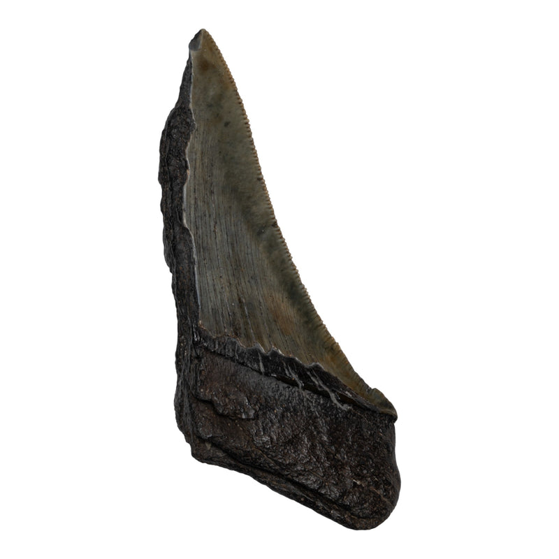 Real Megalodon Tooth - Half