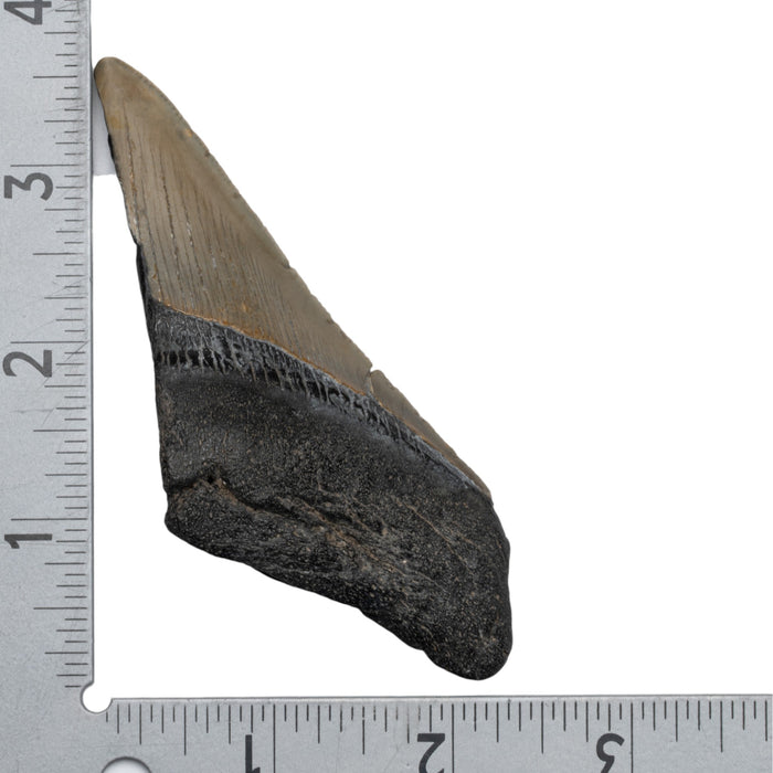 Real Megalodon Tooth - Half