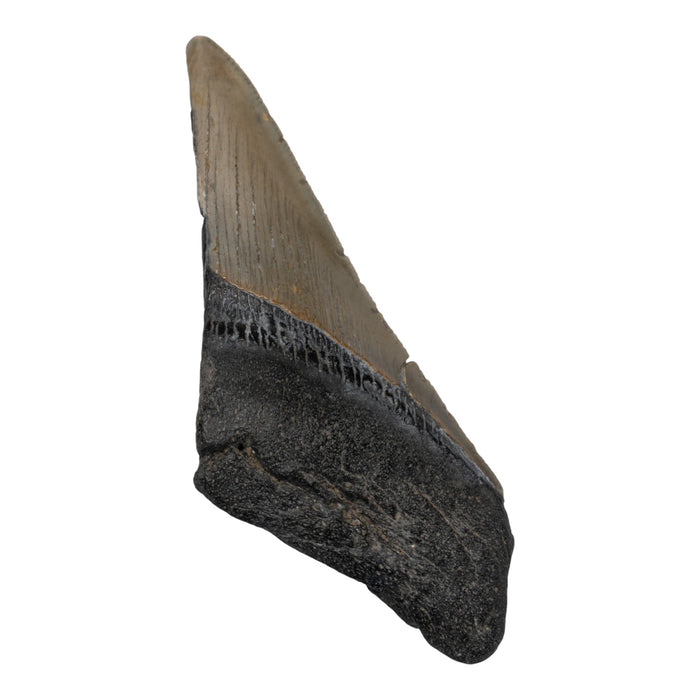 Real Megalodon Tooth - Half