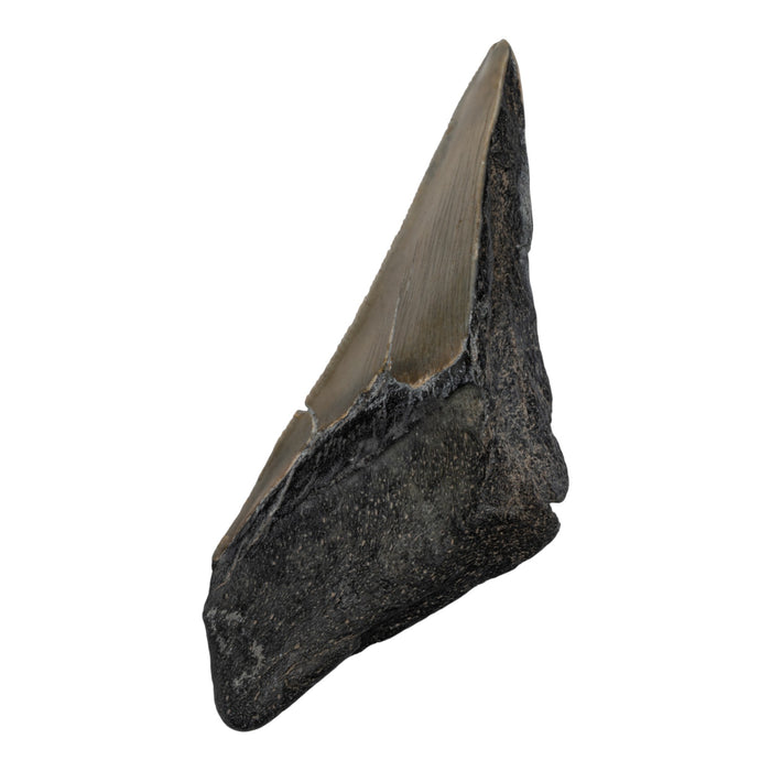 Real Megalodon Tooth - Half