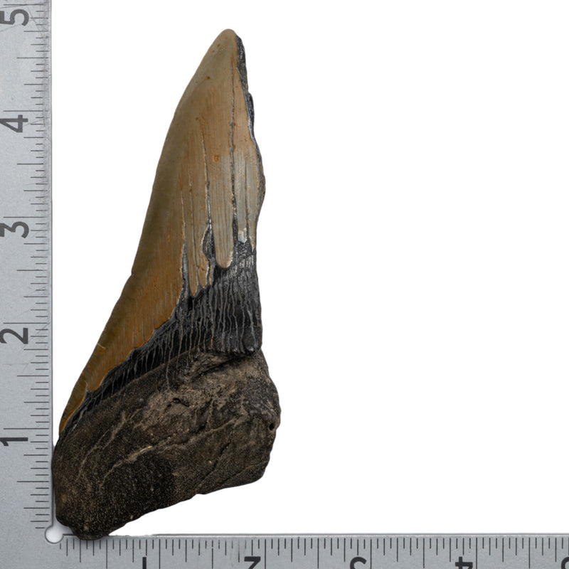 Real Megalodon Tooth - Half