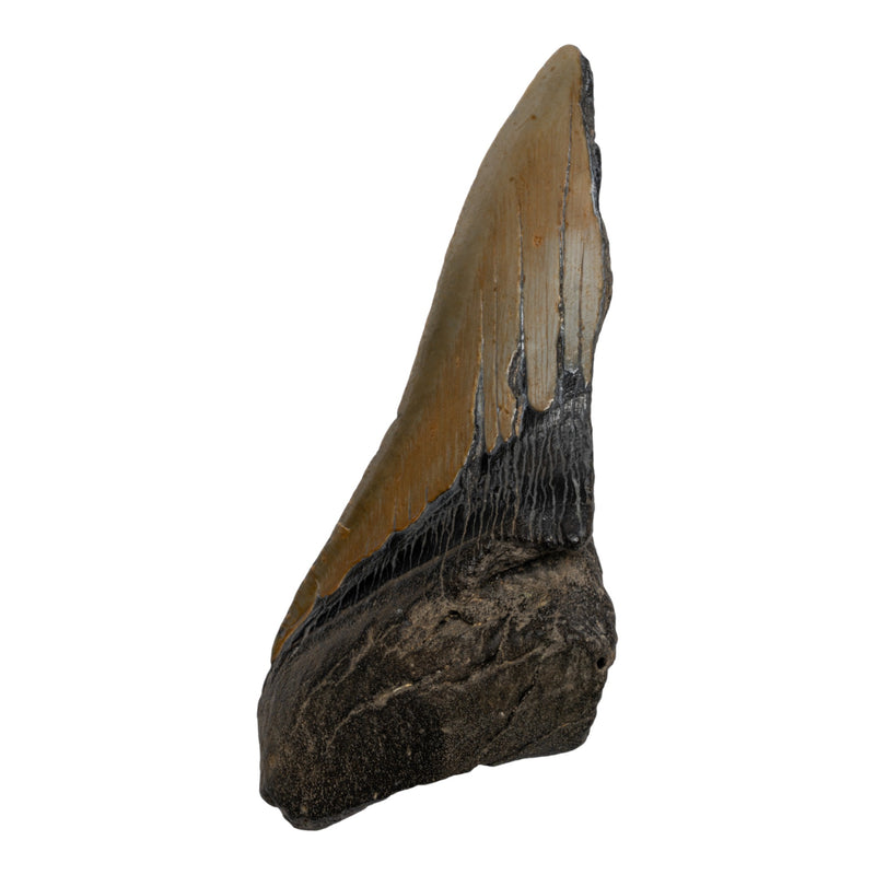 Real Megalodon Tooth - Half