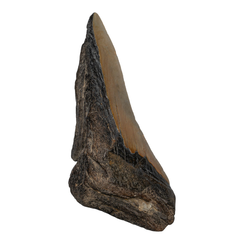 Real Megalodon Tooth - Half