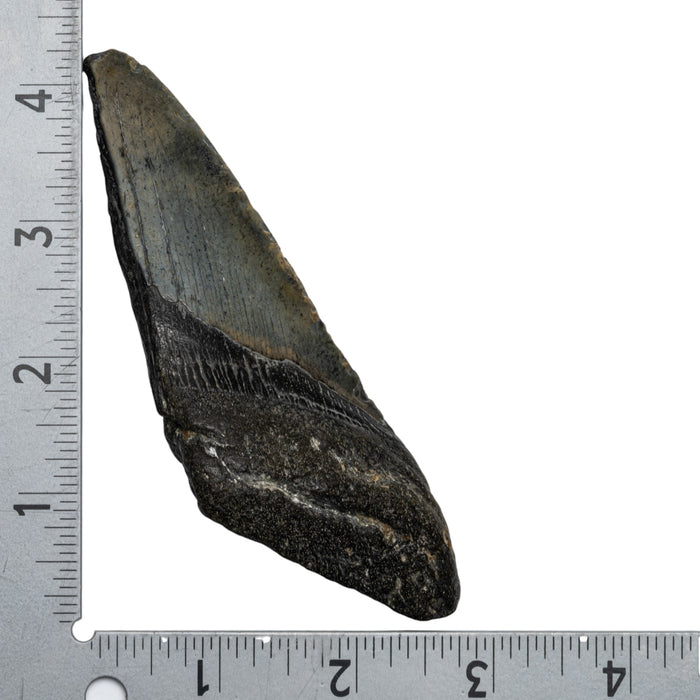 Real Megalodon Tooth - Half
