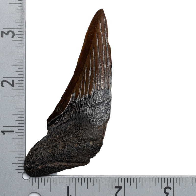 Real Megalodon Tooth - Half