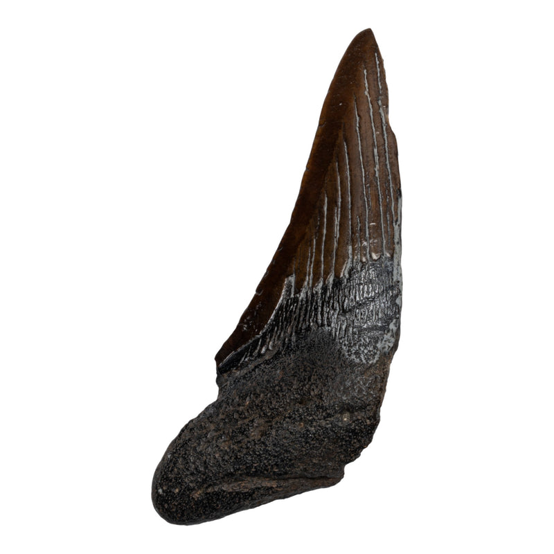 Real Megalodon Tooth - Half