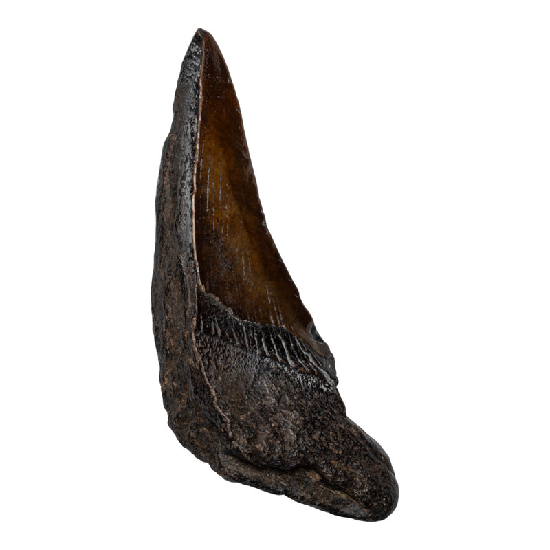 Real Megalodon Tooth - Half