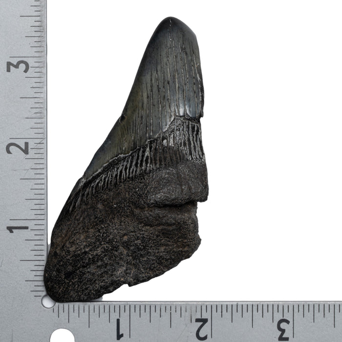 Real Megalodon Tooth - Half