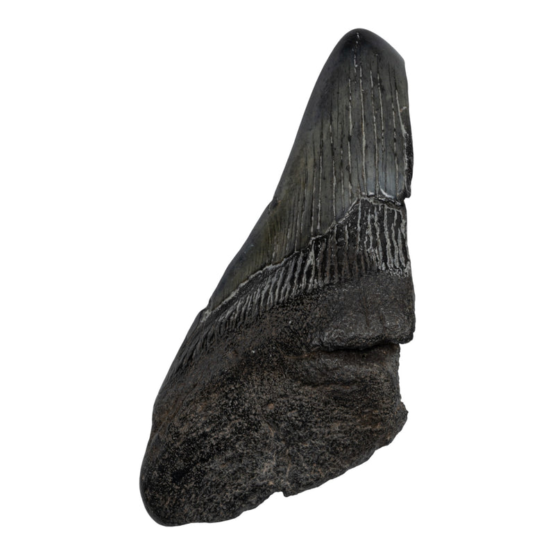 Real Megalodon Tooth - Half