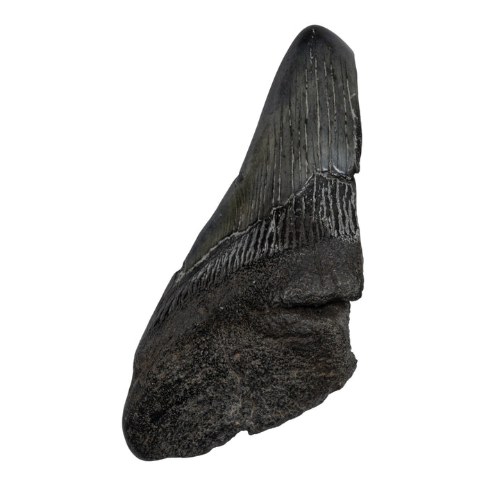 Real Megalodon Tooth - Half