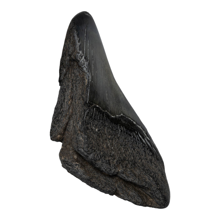 Real Megalodon Tooth - Half
