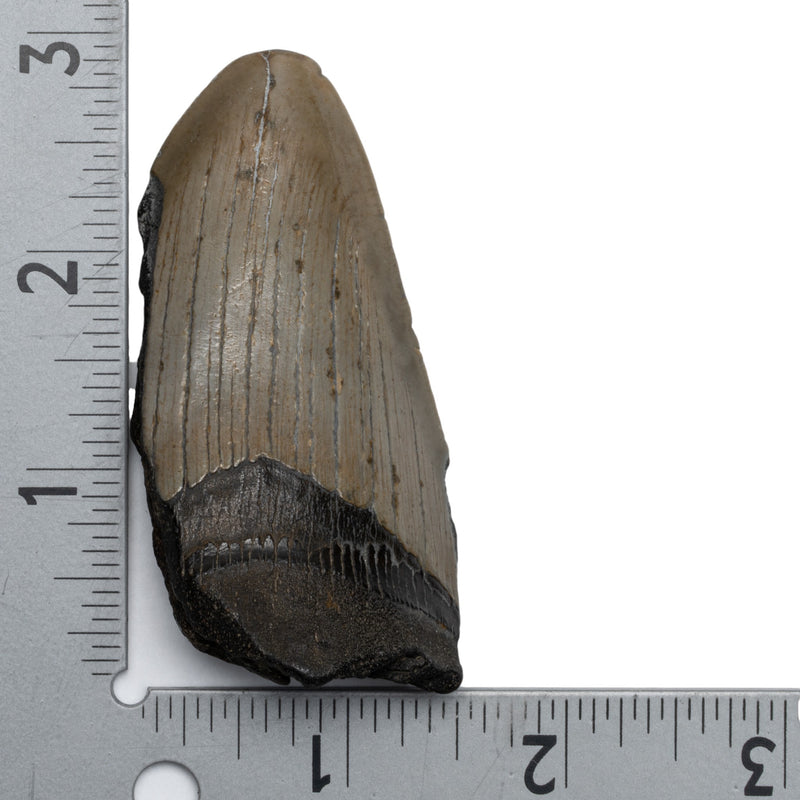 Real Megalodon Tooth - Half