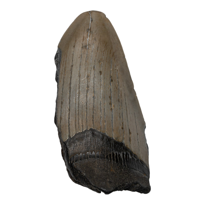 Real Megalodon Tooth - Half