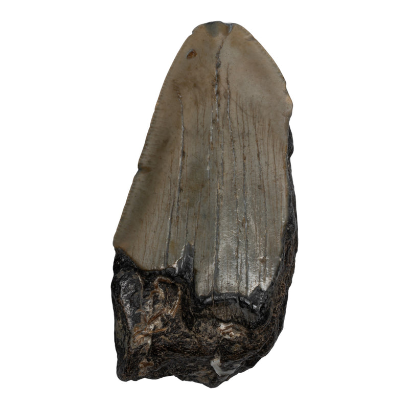 Real Megalodon Tooth - Half