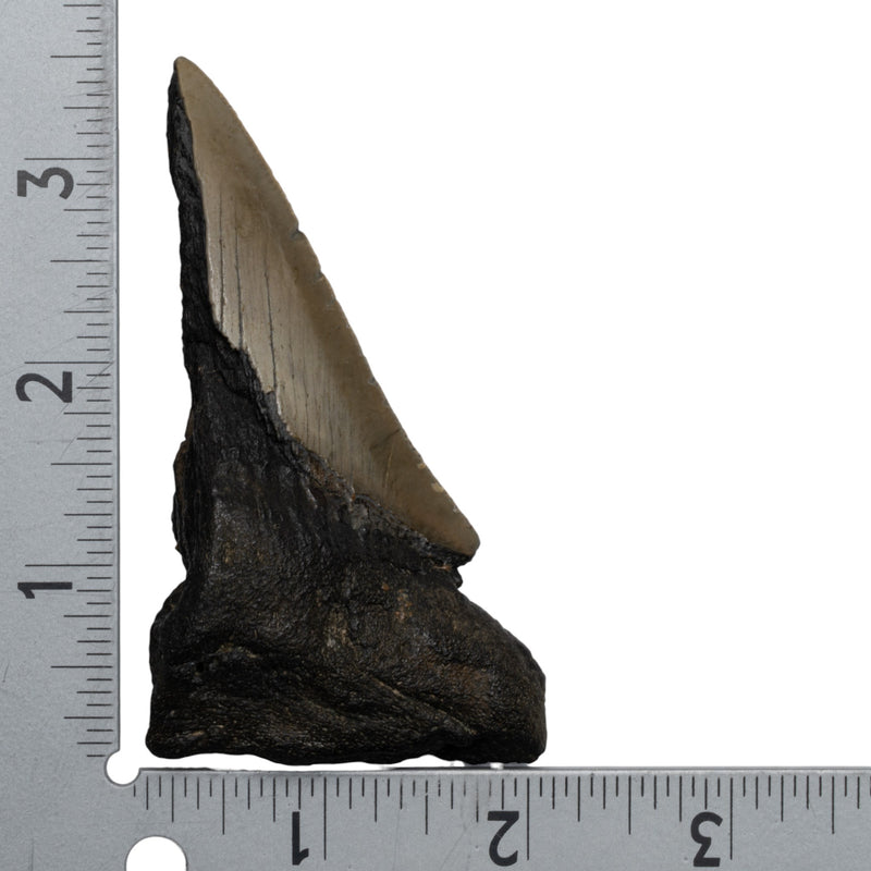 Real Megalodon Tooth - Half