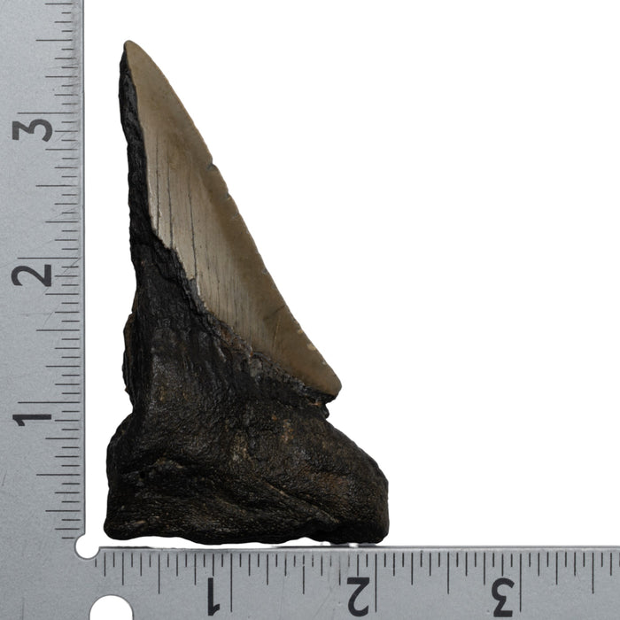 Real Megalodon Tooth - Half