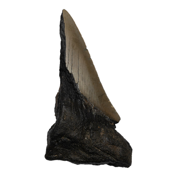 Real Megalodon Tooth - Half
