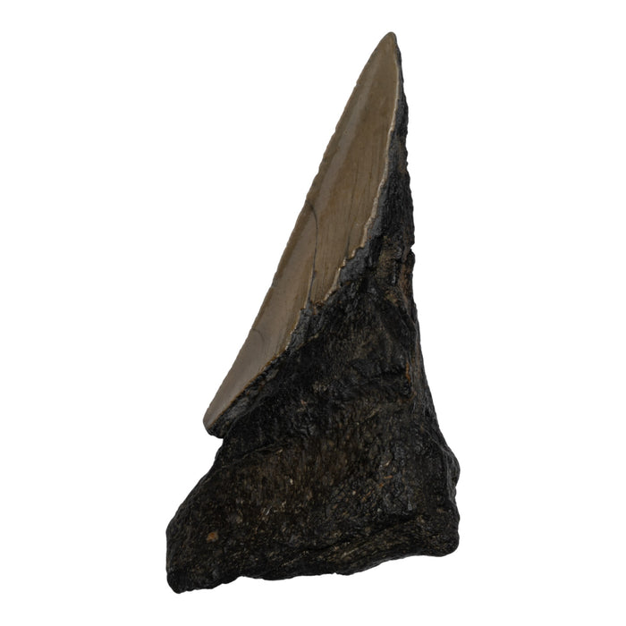 Real Megalodon Tooth - Half