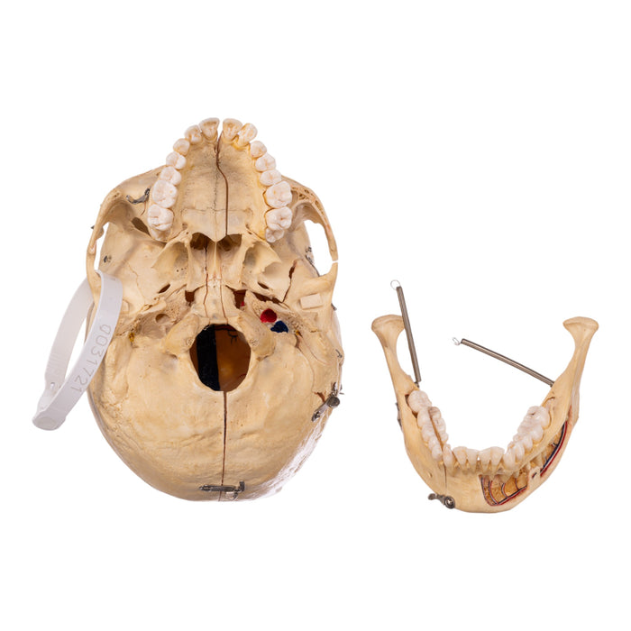 Real Dissected Human Skull With Carrying Case