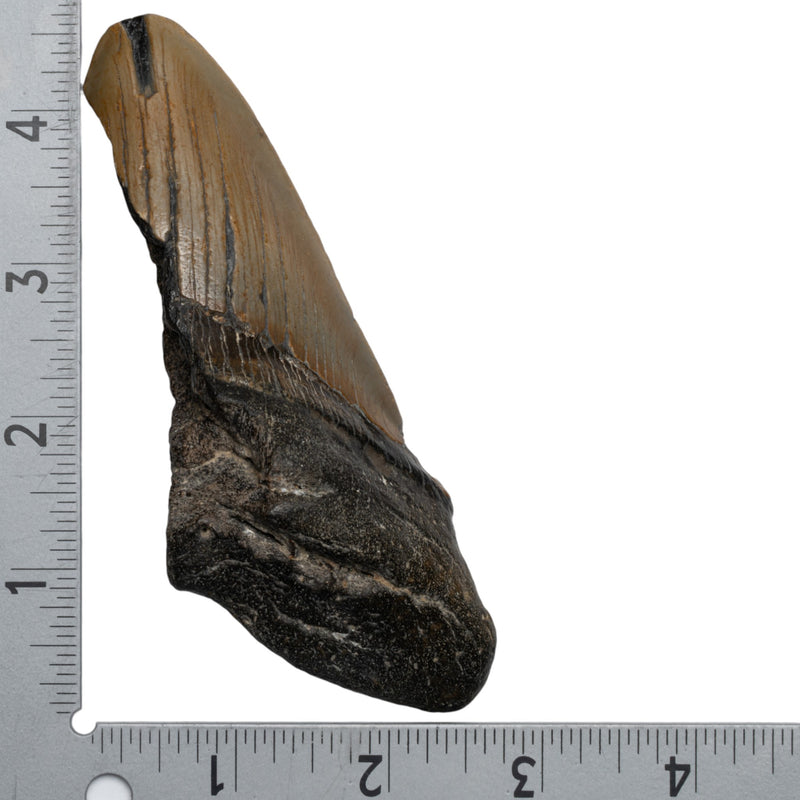 Real Megalodon Tooth -Half