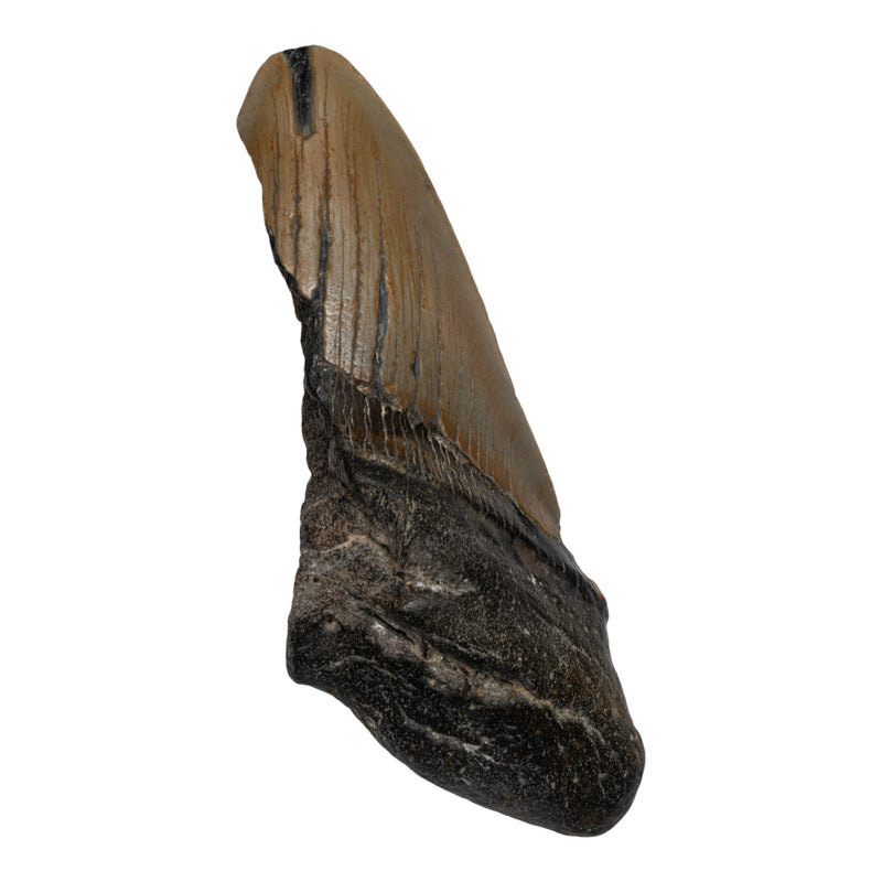 Real Megalodon Tooth -Half
