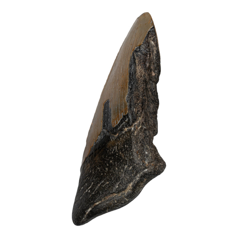 Real Megalodon Tooth -Half