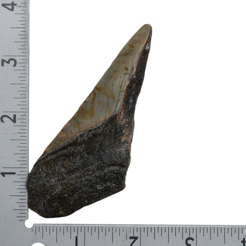 Real Megalodon Tooth - Half