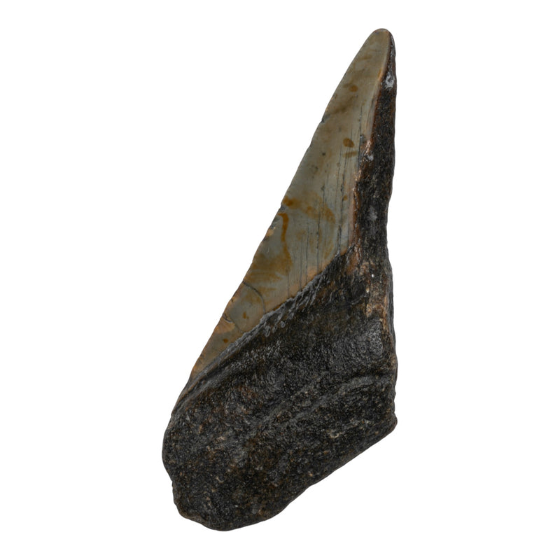 Real Megalodon Tooth - Half