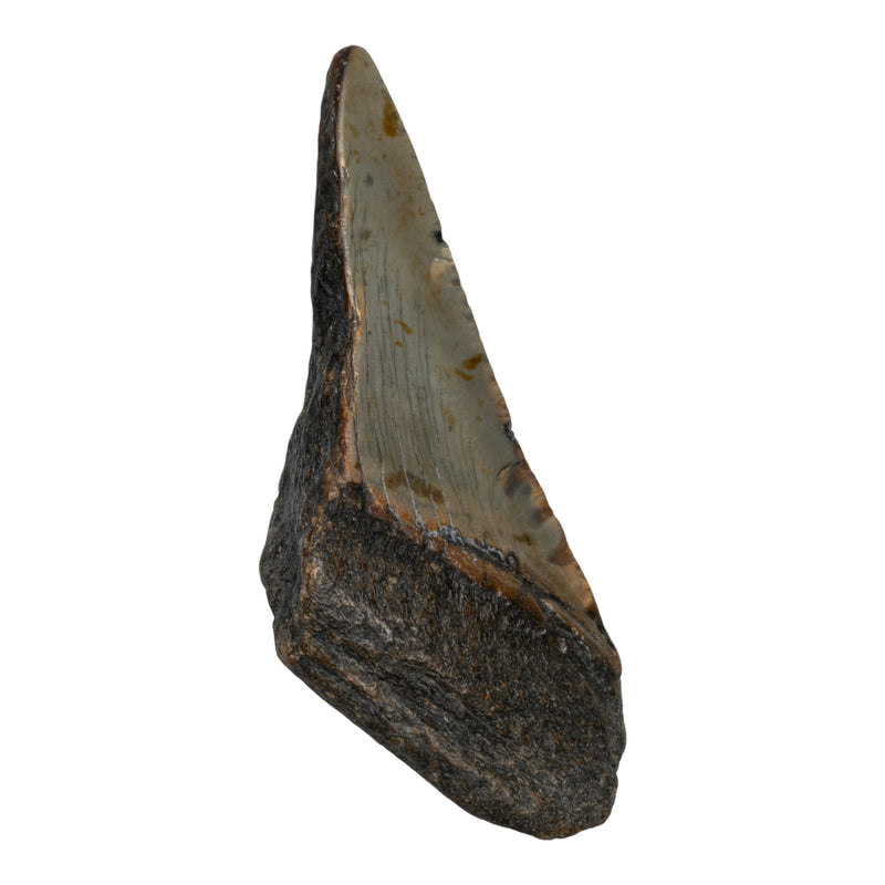 Real Megalodon Tooth - Half