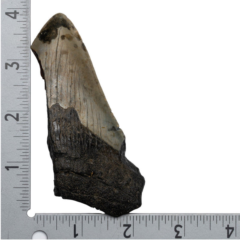Real Megalodon Tooth - Half