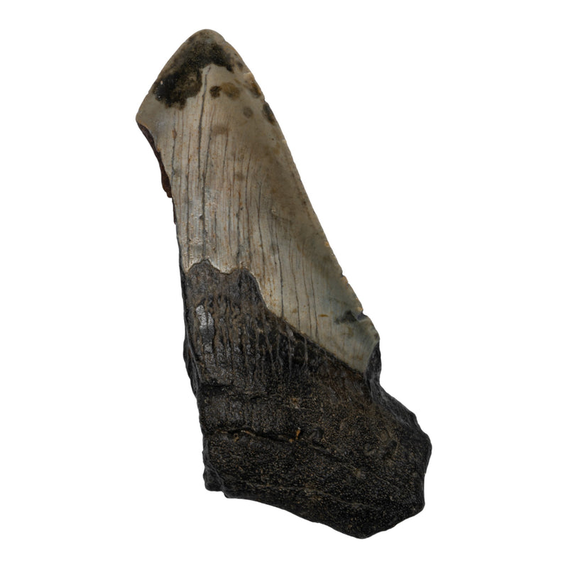 Real Megalodon Tooth - Half