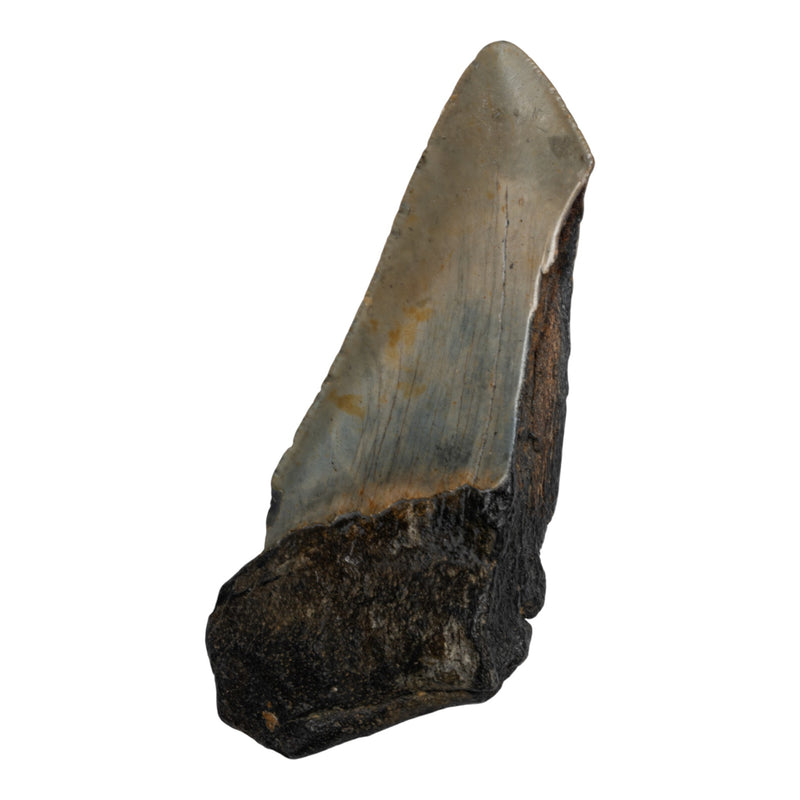 Real Megalodon Tooth - Half