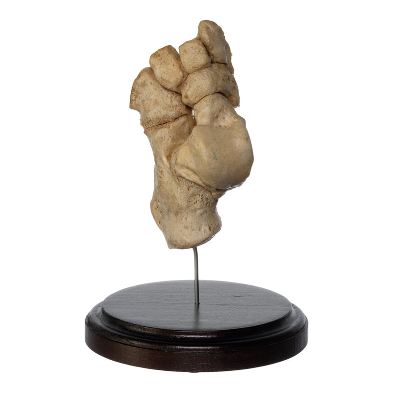 Real Human Tarsal Bones on Stand