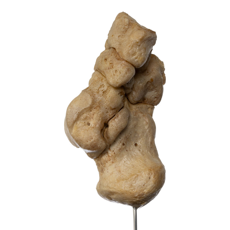 Real Human Tarsal Bones on Stand