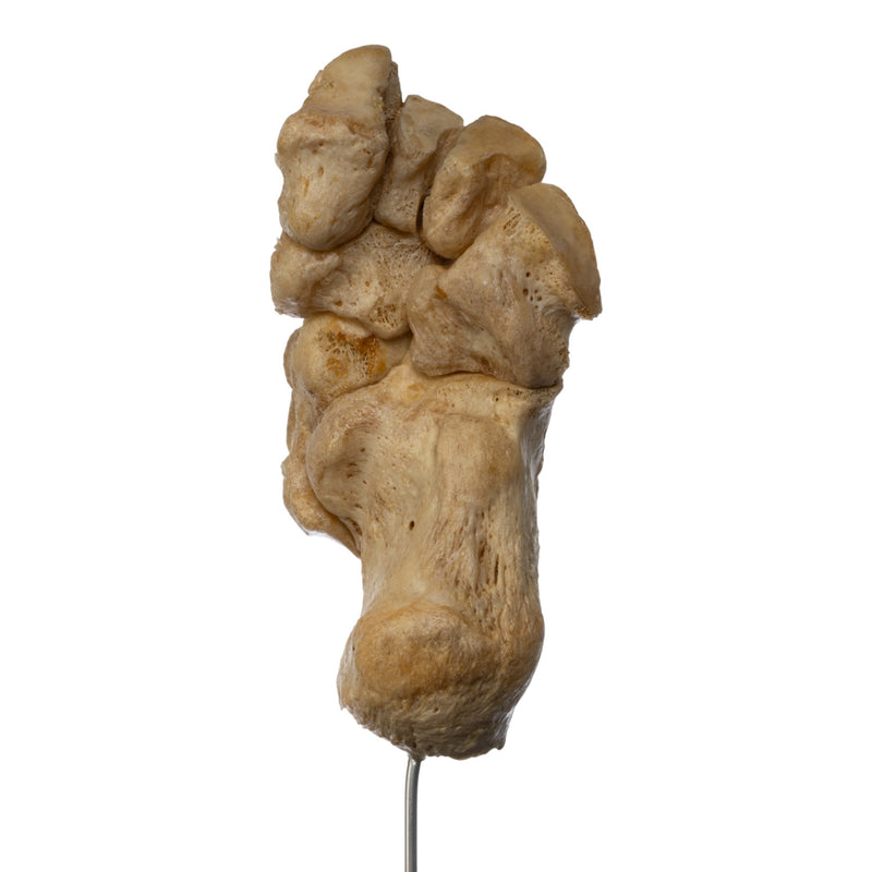 Real Human Tarsal Bones on Stand