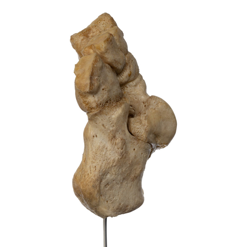 Real Human Tarsal Bones on Stand