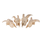 Real Domestic Goat Skull without Horns - Single