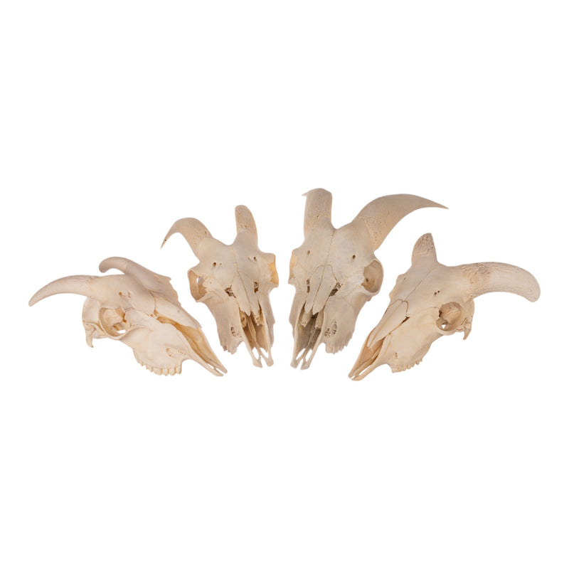 Real Domestic Goat Skull without Horns - Single