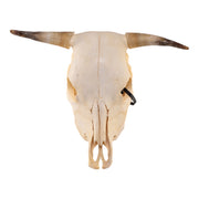 Real Steer/Cow Skull - Adolescent